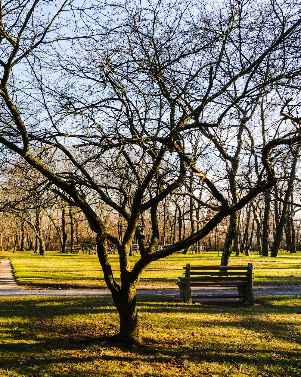 leafless tree on green grass field during daytime