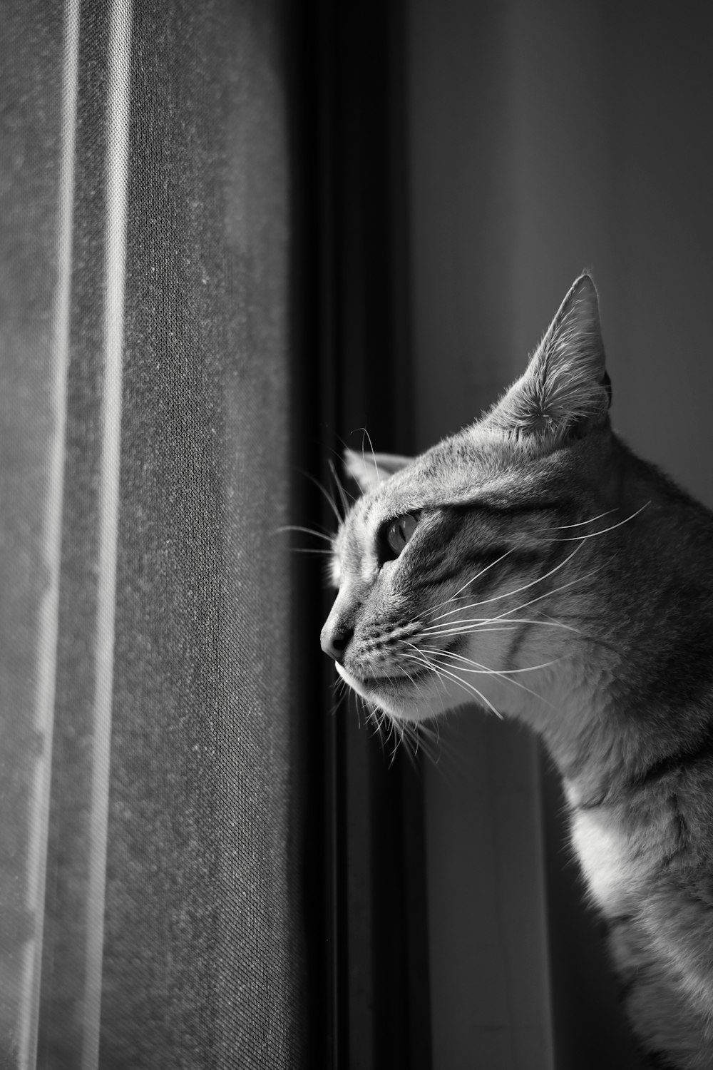 grayscale photo of cat looking at the window