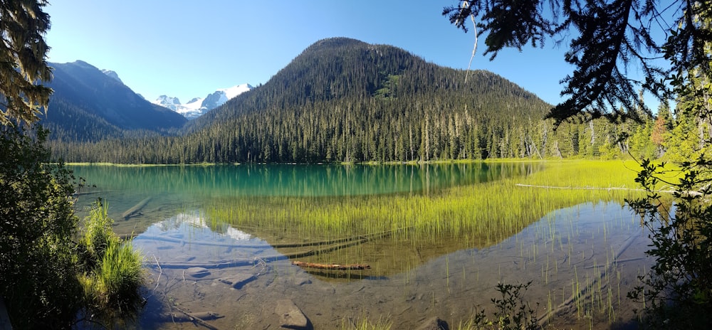 green trees near lake during daytime