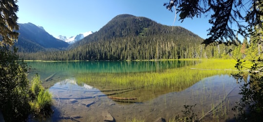 green trees near lake during daytime in Joffre Lakes Provincial Park Canada