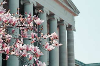 pink cherry blossom in bloom during daytime