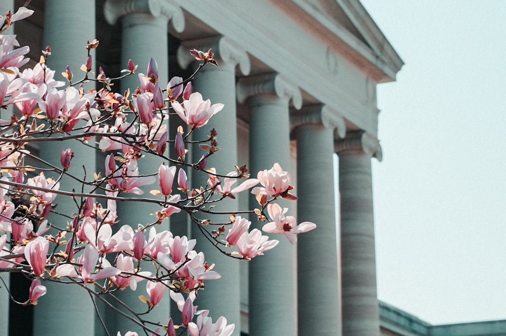 pink cherry blossom in bloom during daytime