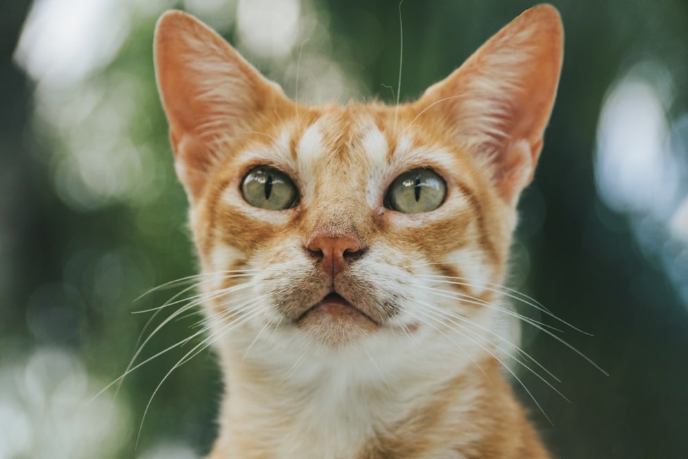 orange tabby cat in close up photography