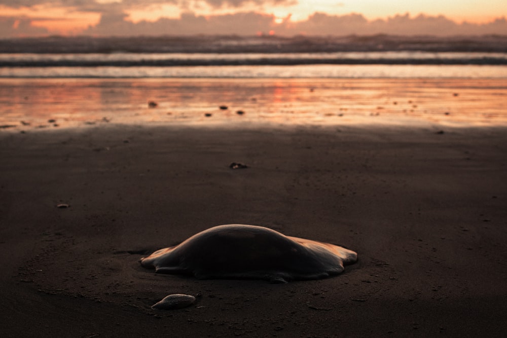 black sea creature on brown sand during daytime