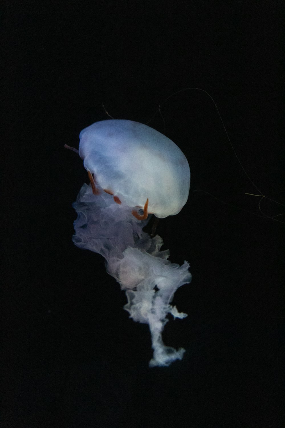 medusa blanca en agua