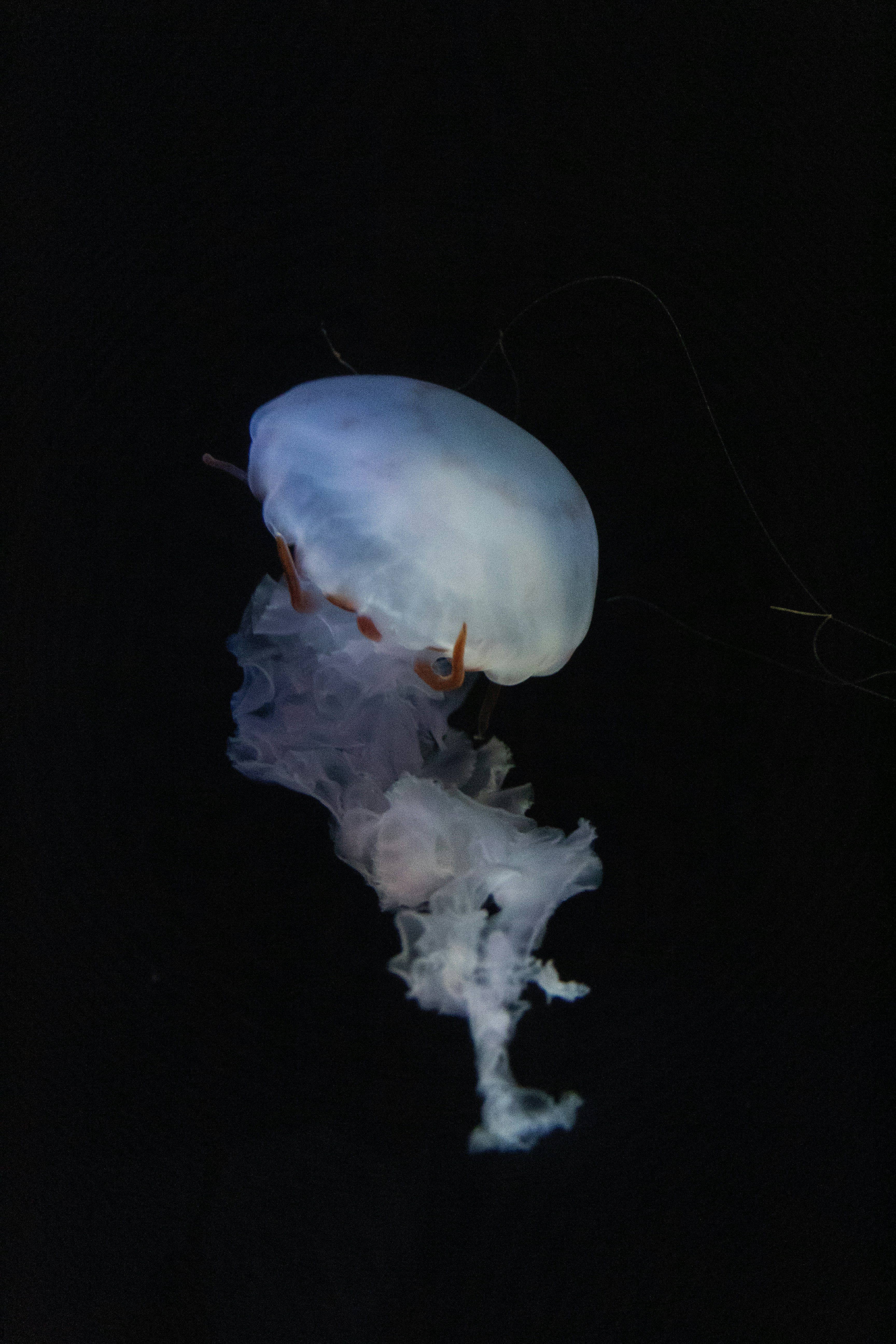 Peut-on Avoir Trop De Plantes Dans Son Aquarium ?