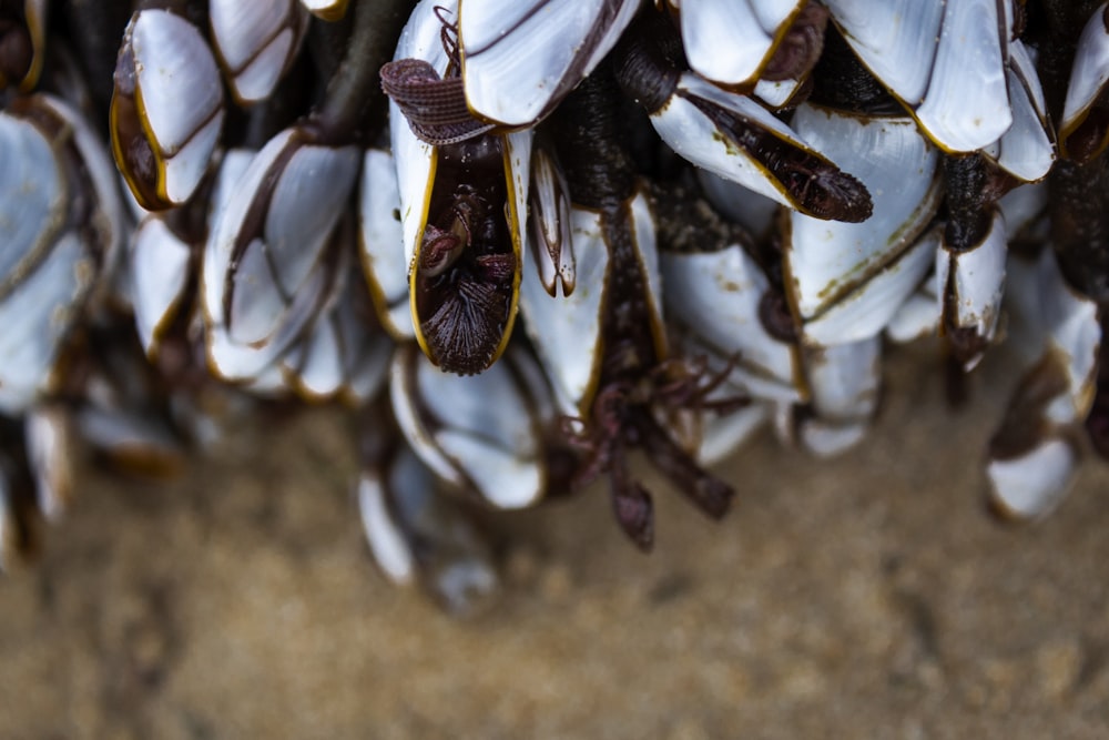 white and brown flower petals on brown sand