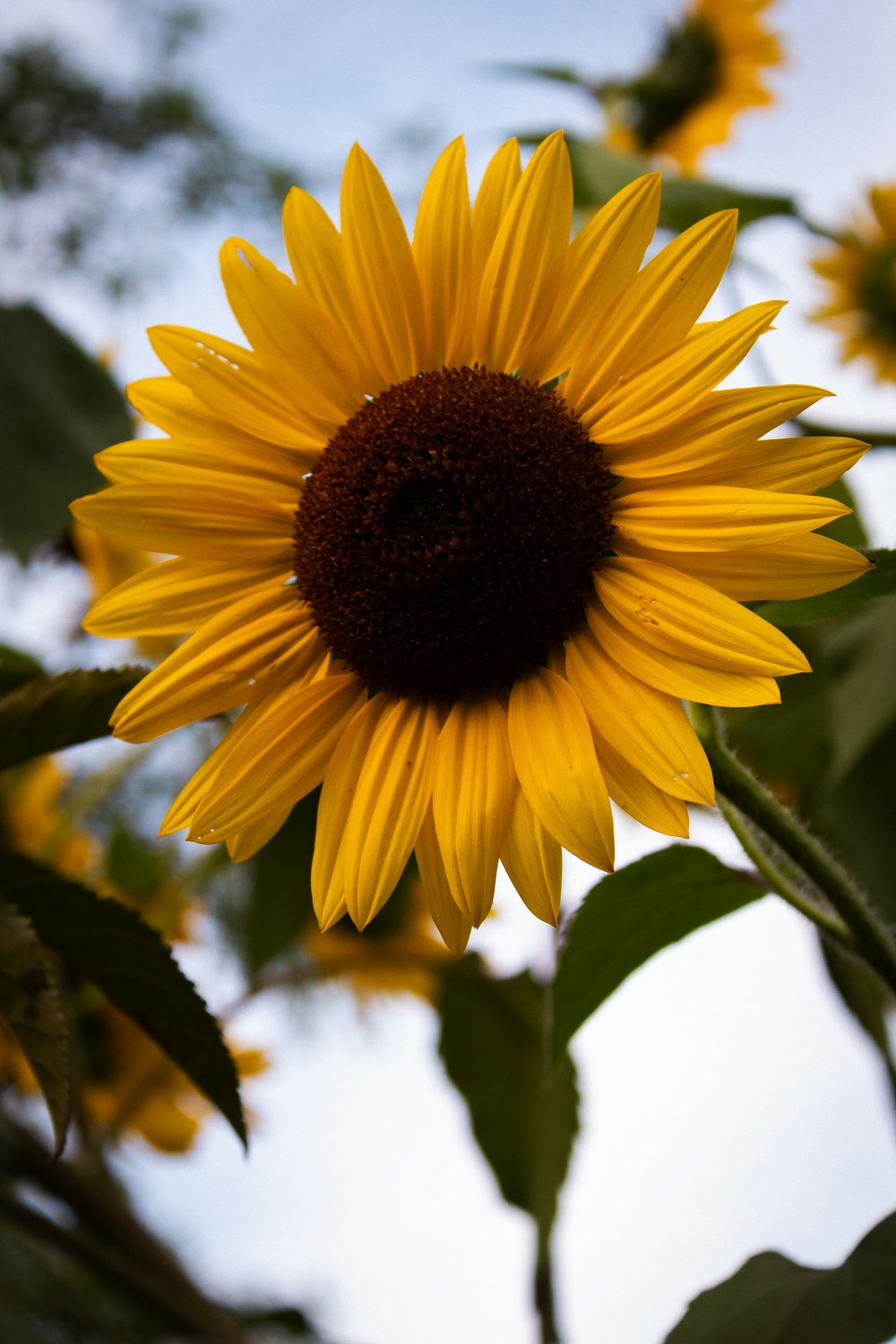 yellow sunflower in close up photography