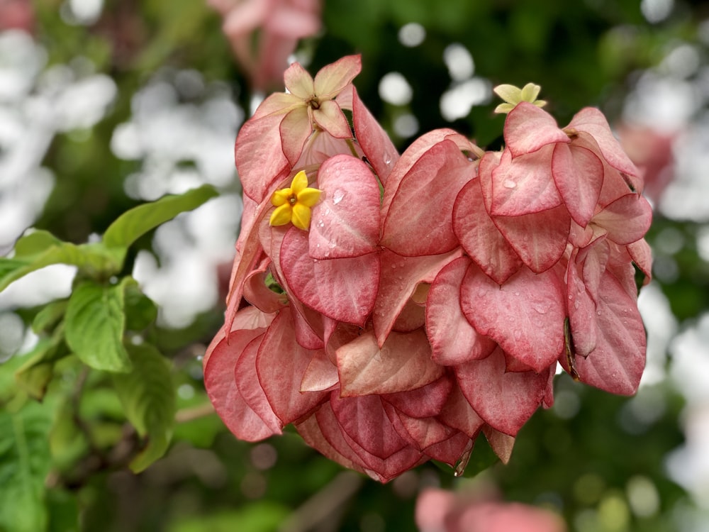 틸트 시프트 렌즈의 분홍색과 노란색 꽃