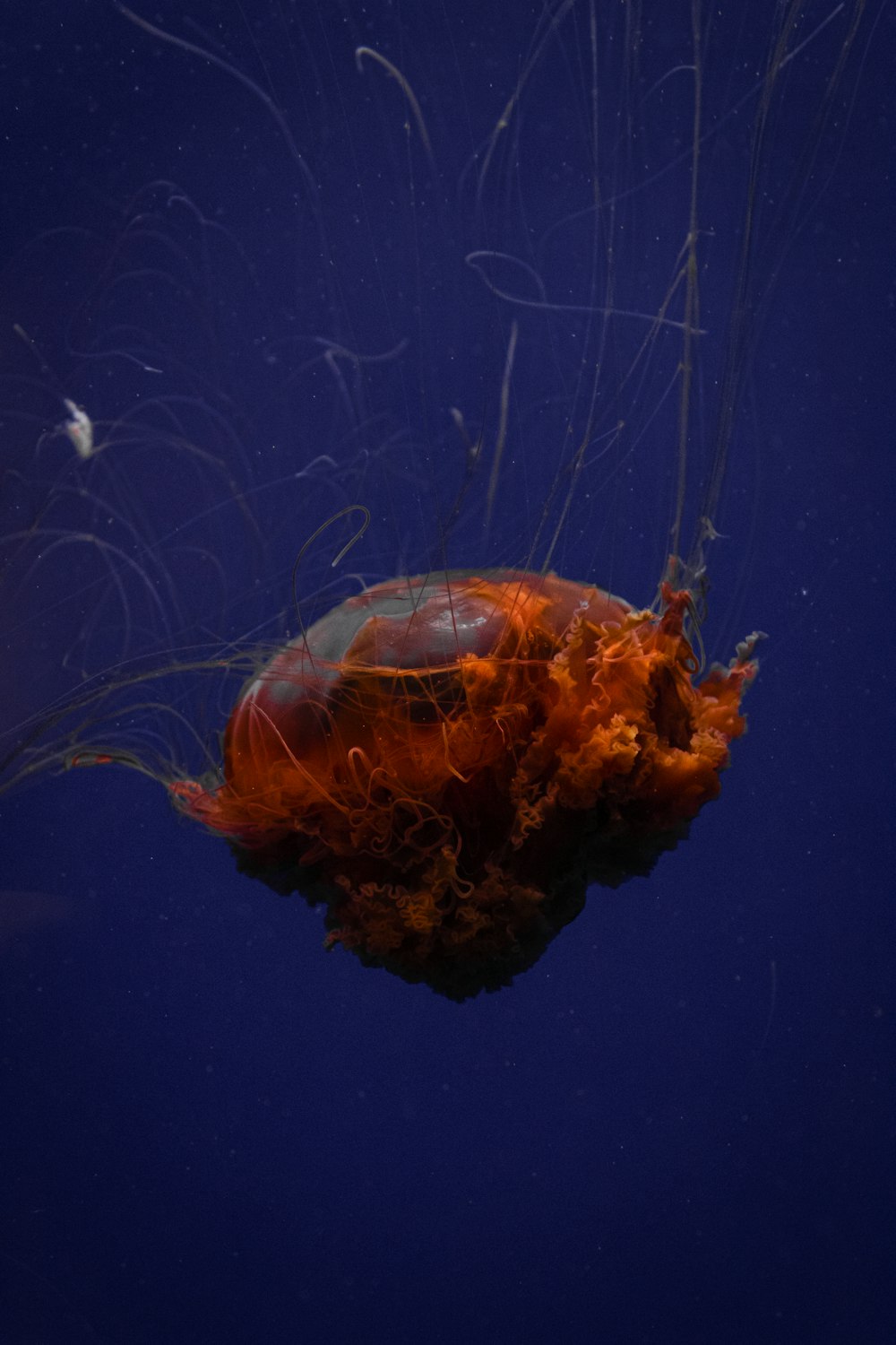 brown and white jellyfish in blue water