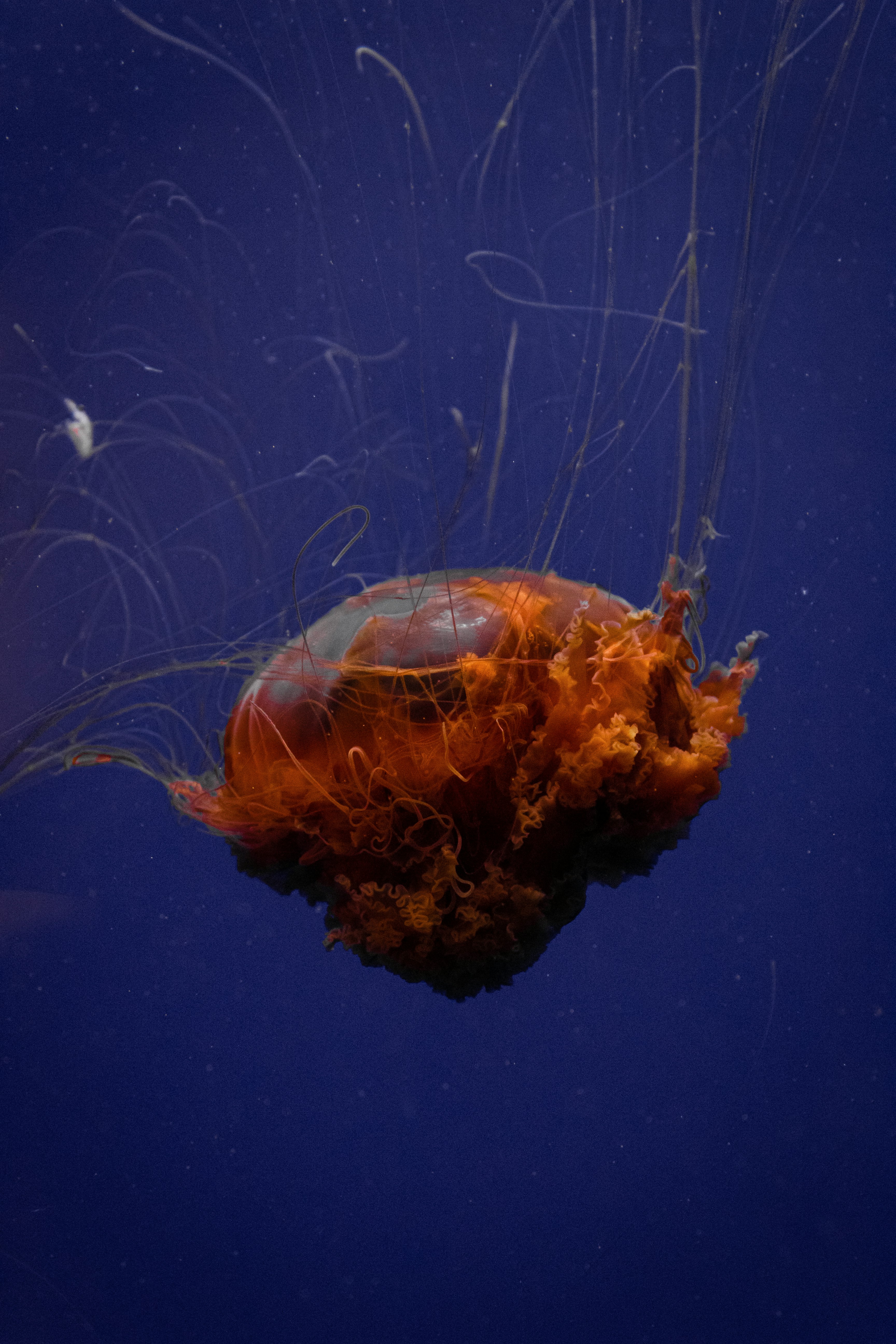 brown and white jellyfish in blue water