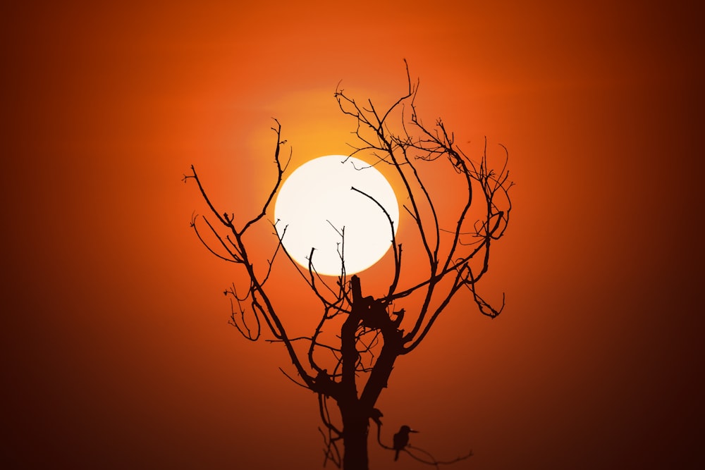 Silhouette eines kahlen Baumes während des Sonnenuntergangs