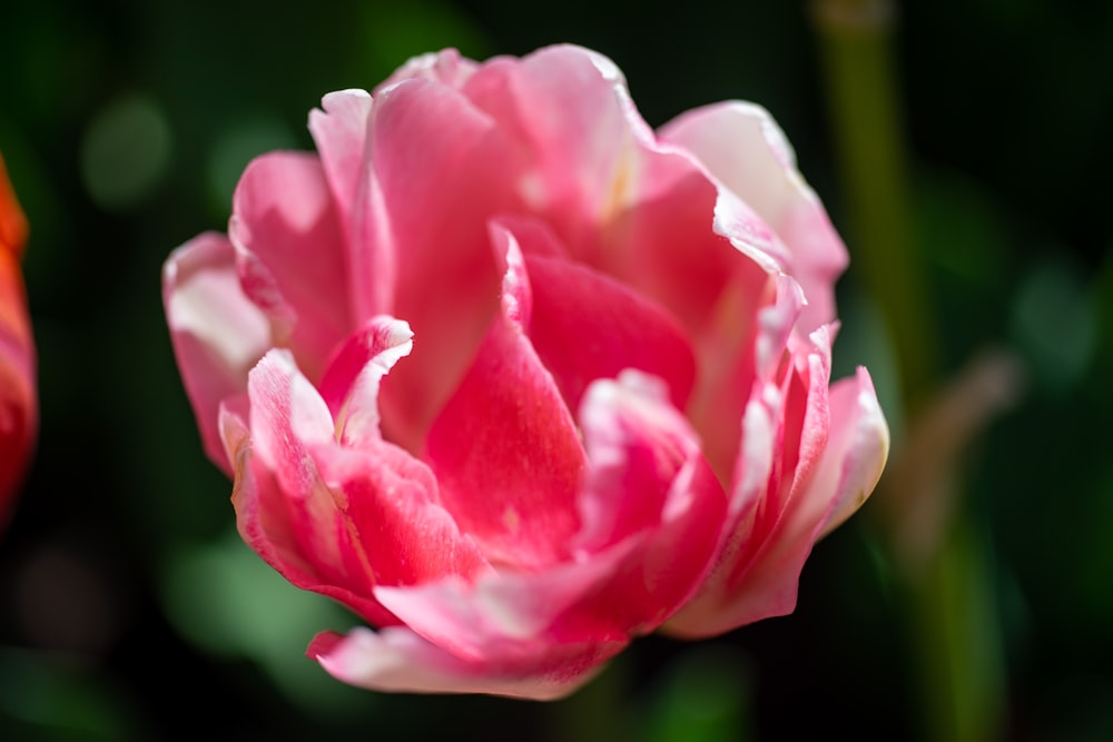 pink flower in macro shot