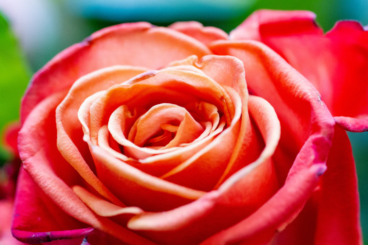 Macro rose · Red Naomi, dewdrop