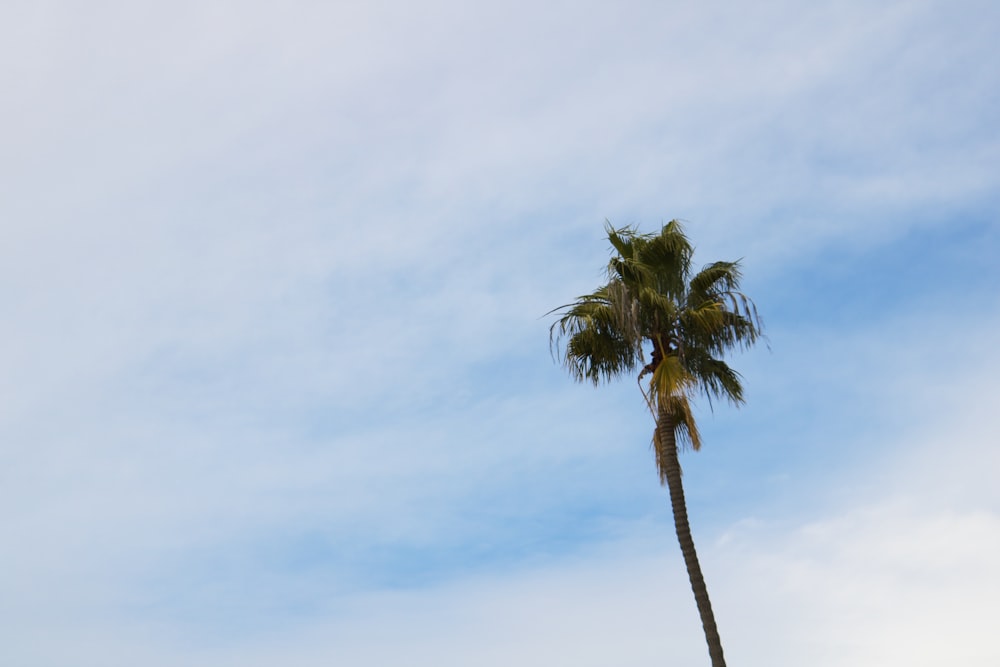 green palm tree under blue sky during daytime