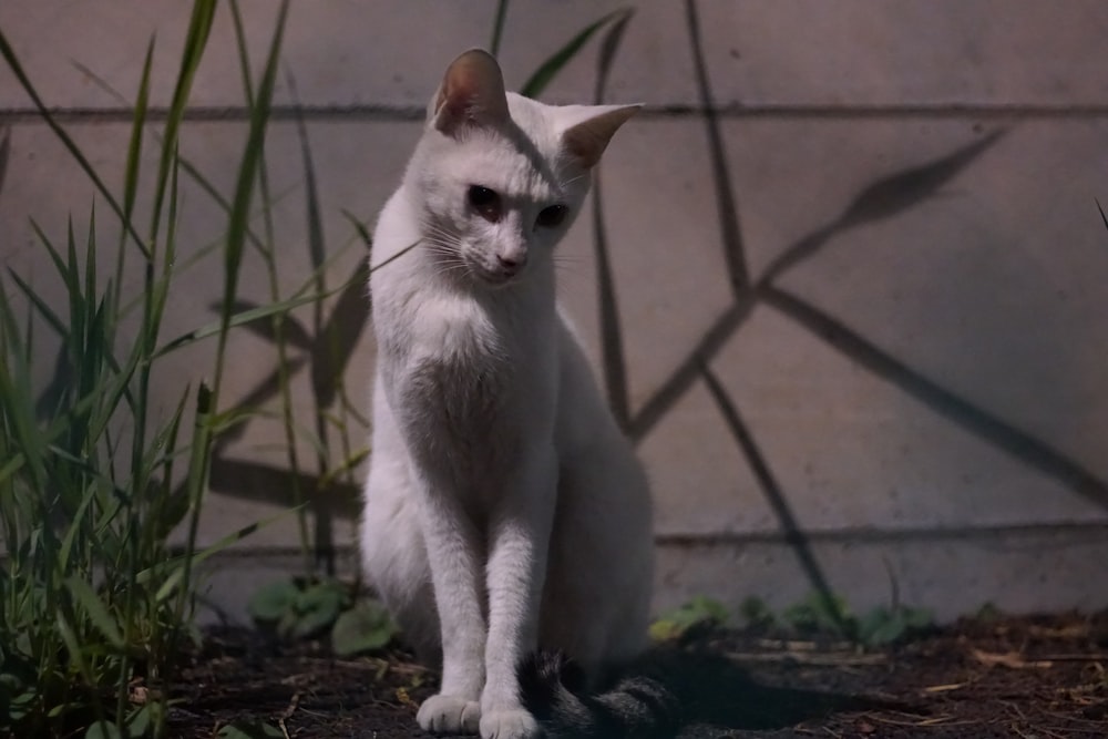 white cat on black soil