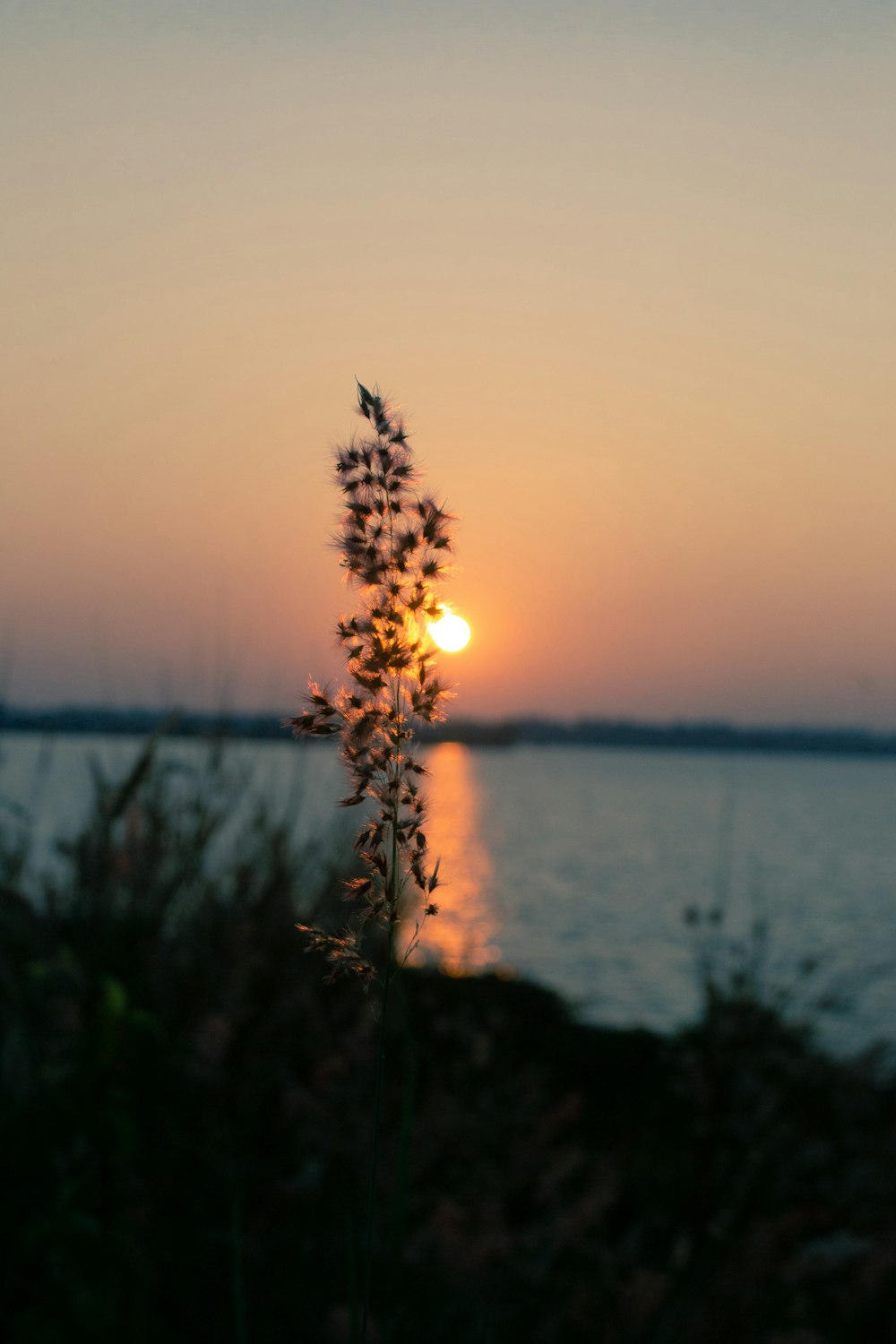 Grünes Gras in der Nähe des Gewässers während des Sonnenuntergangs