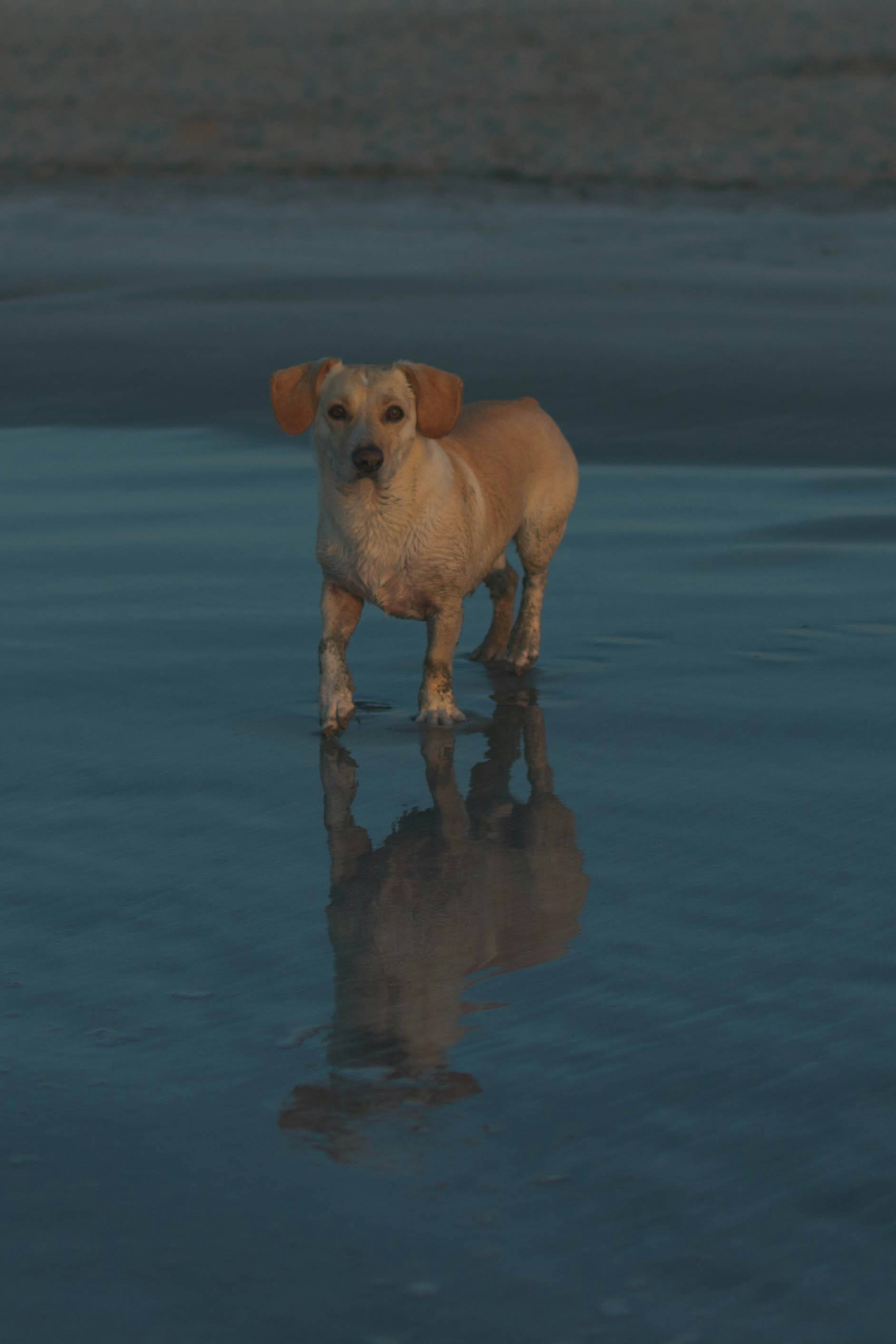 brown short coated dog on water