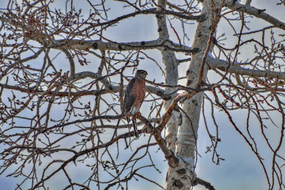 brown and black bird on brown tree branch during daytime