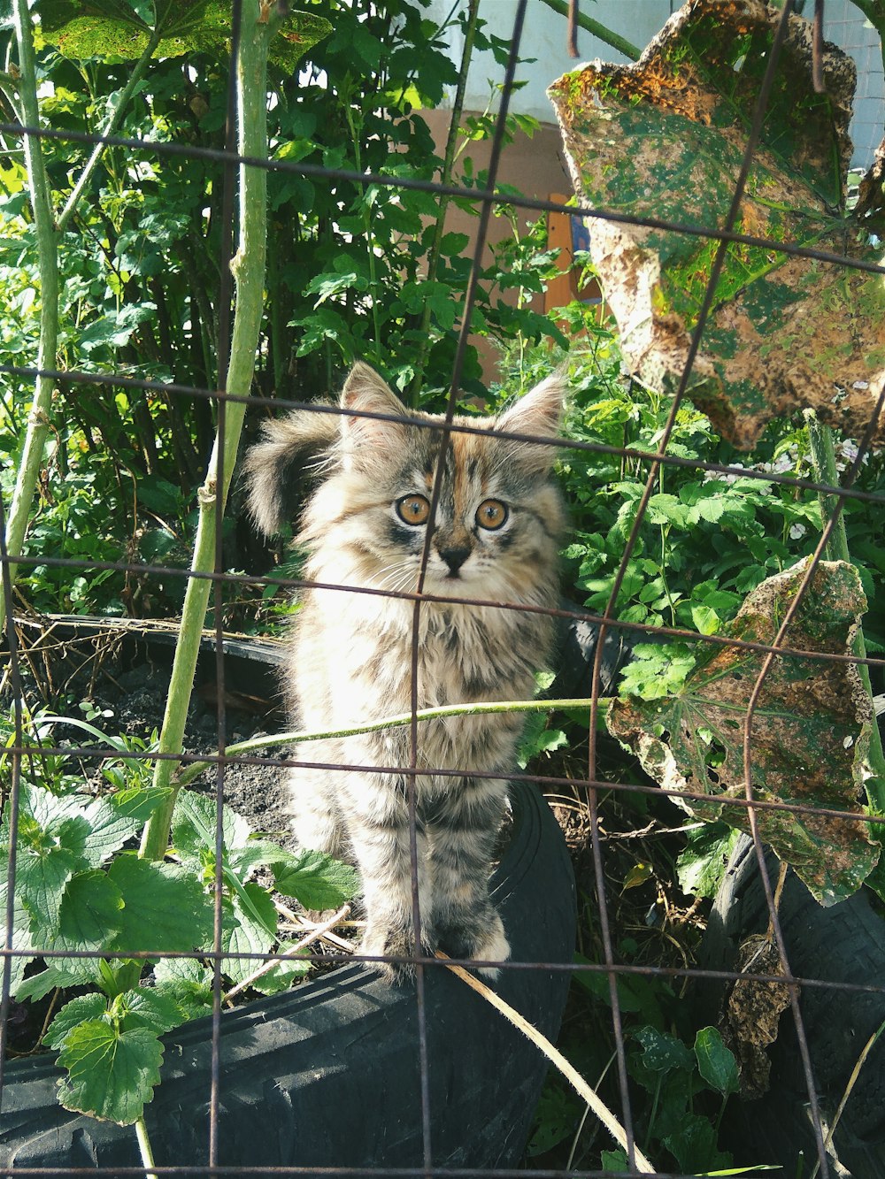 brown and white cat on black metal cage