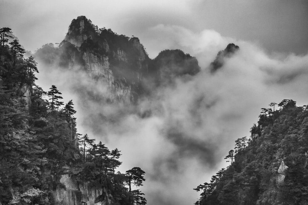 grayscale photo of trees and mountain