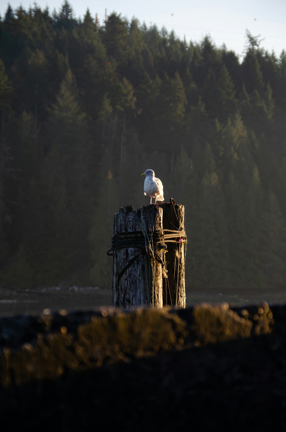 pájaro blanco en poste de madera marrón durante el día