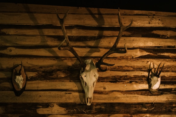 A rustic wooden wall displays three mounted animal skulls with antlers. The central skull is the most prominent, with large, symmetrical antlers. The lighting is dim and warm, highlighting the natural tones of the wood and the skulls.