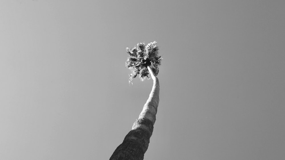 grayscale photo of tree on top of rock