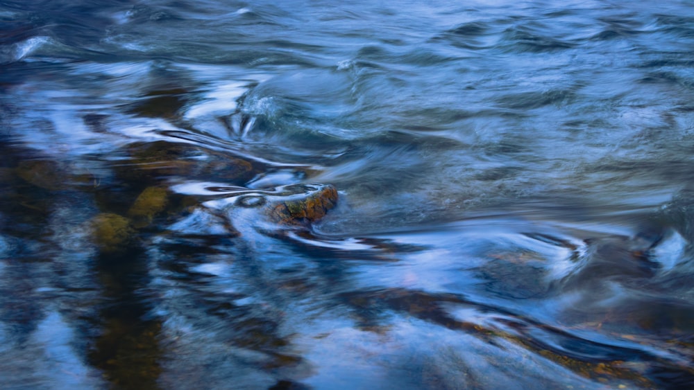 brown and black snake on body of water