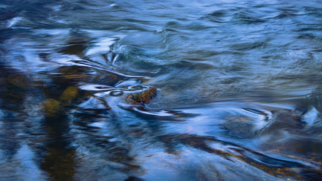 brown and black snake on body of water