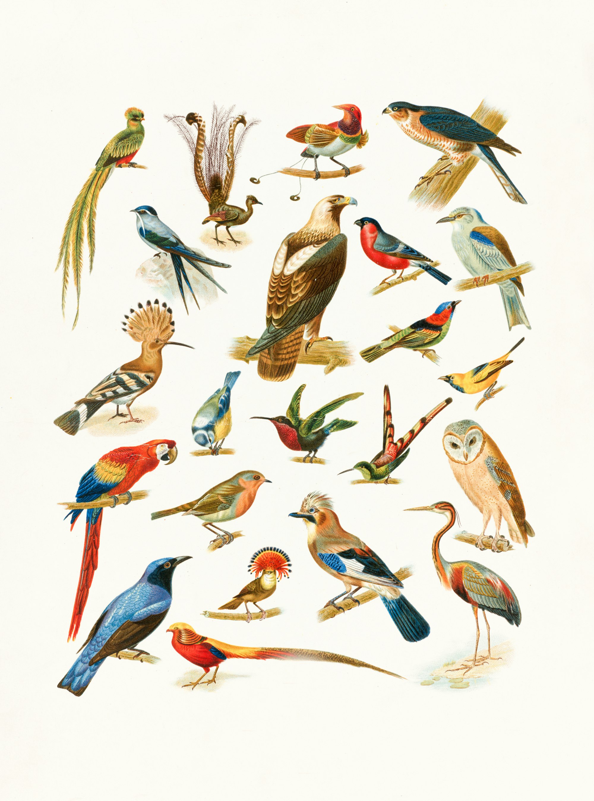 22 Species of Birds https://ark.digitalcommonwealth.org/ark:/50959/6d56zx52j

Please visit Digital Commonwealth to view more images: https://www.digitalcommonwealth.org.

 
