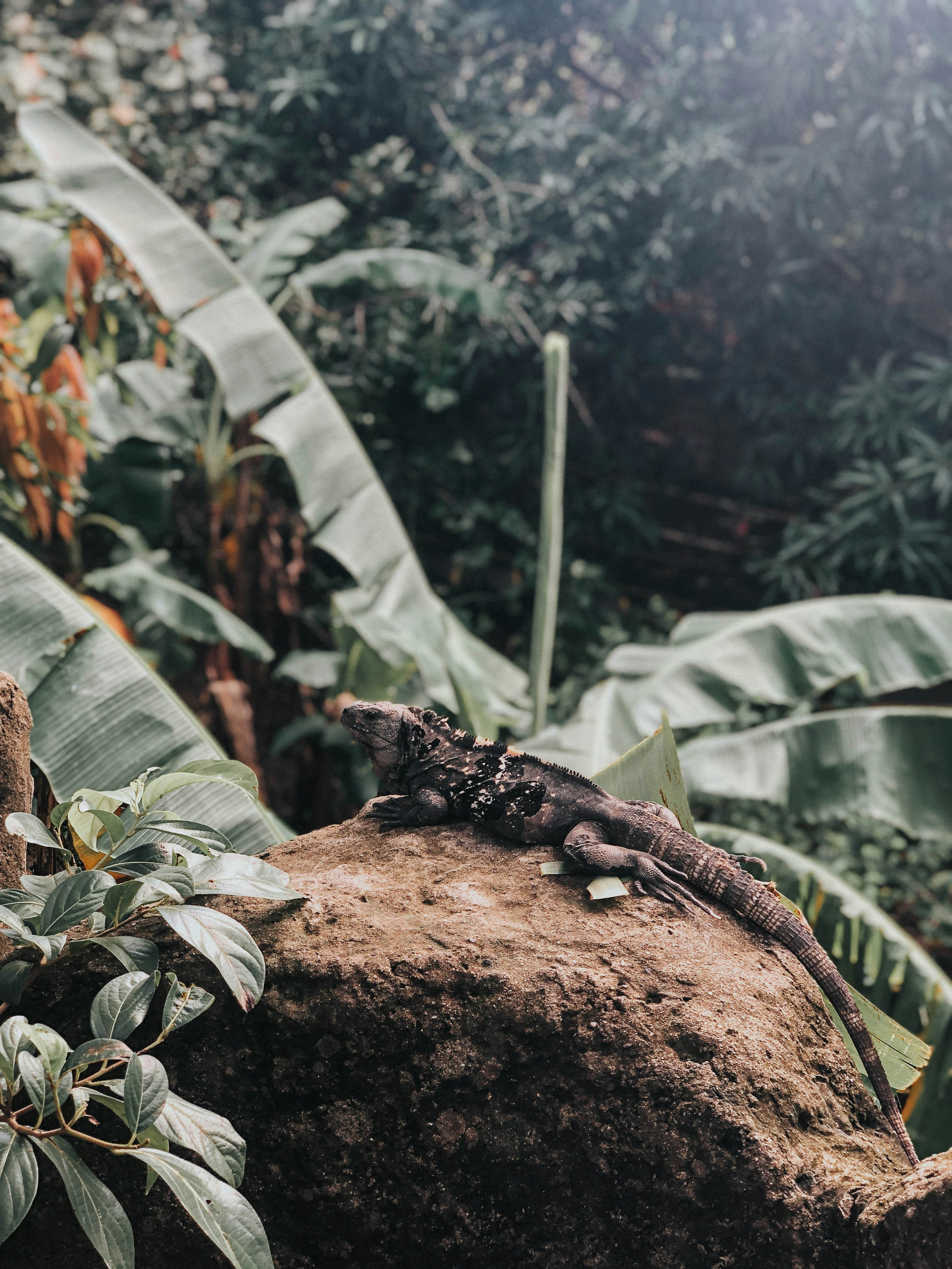 black and brown lizard on brown rock