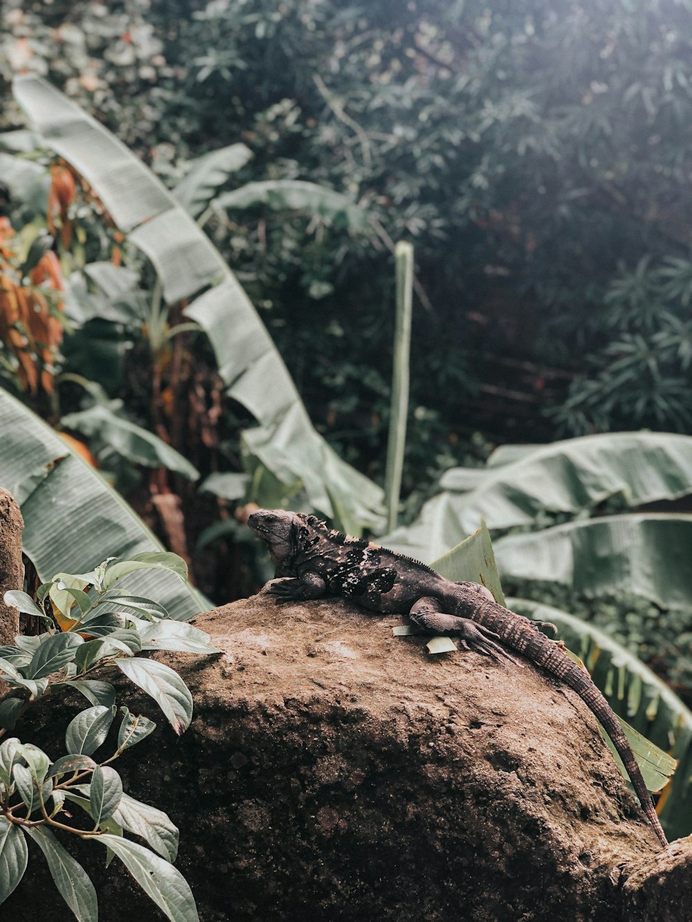 black and brown lizard on brown rock