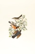 brown and black bird on green plant