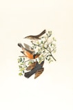 brown and black bird on green plant