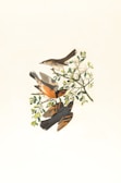 brown and black bird on green plant