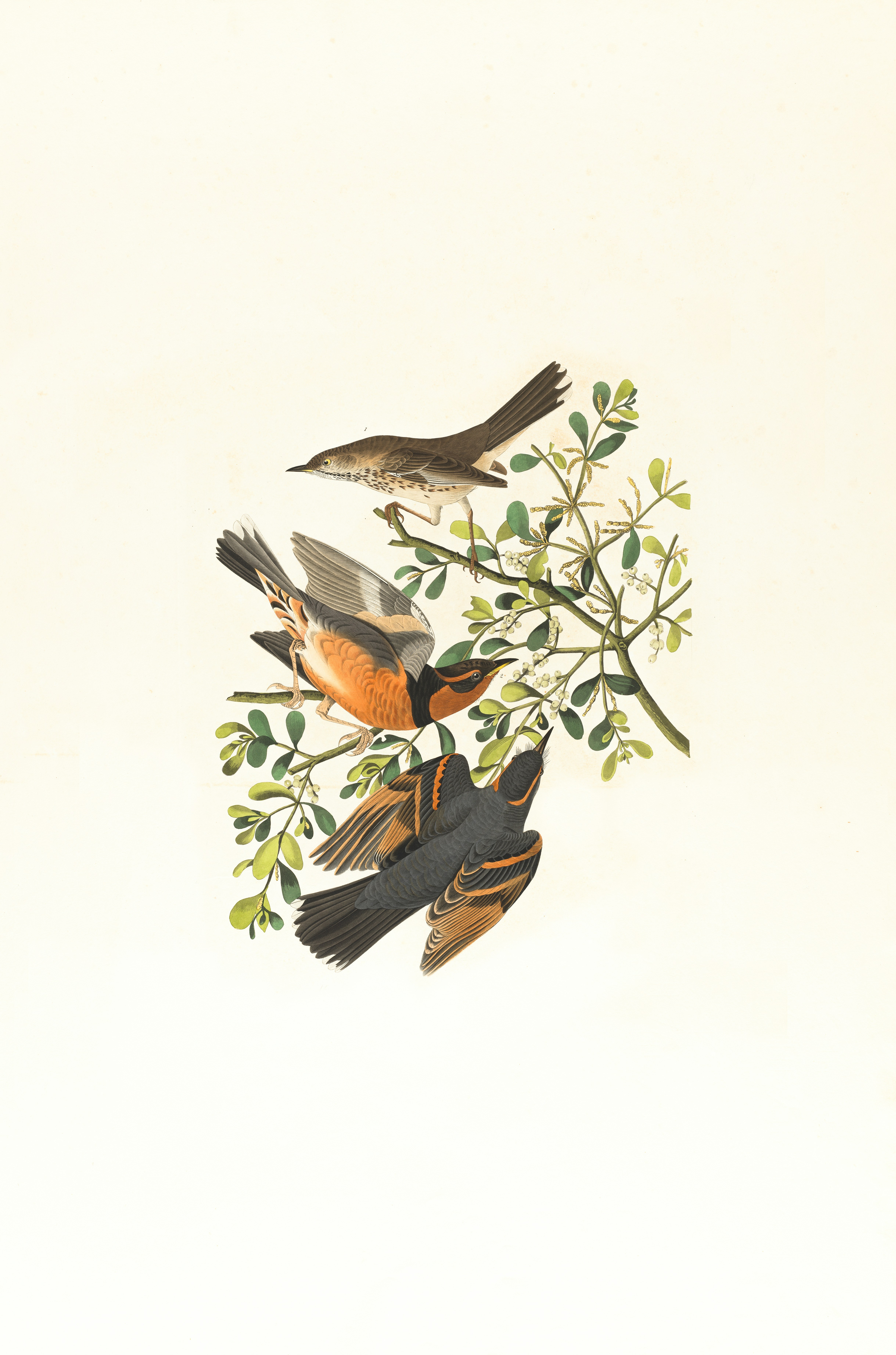 Mountain mocking bird,Varied thrush, male & female,Orpheus montanus. Artist: Audubon, John James, 1785-1851 https://ark.digitalcommonwealth.org/ark:/50959/9s16d744d Please visit Digital Commonwealth to view more images: https://www.digitalcommonwealth.org.