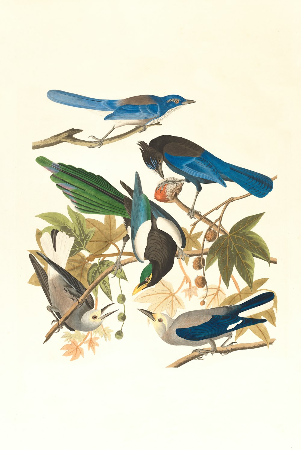 pássaro azul e preto no galho da árvore