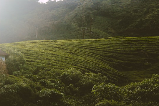 green grass field during daytime in Kodaikanal India