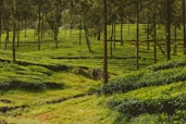green grass field with trees