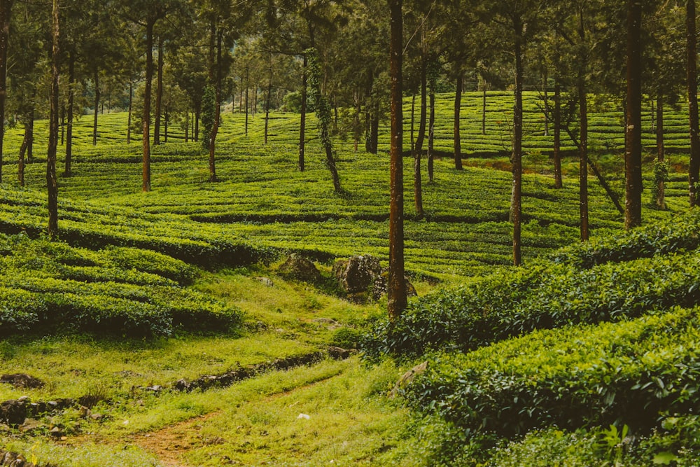 green grass field with trees