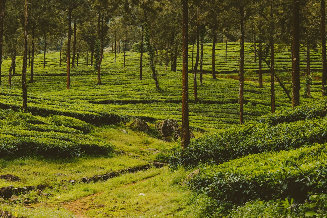 photo of Kattappana Hill station near Periyar Tiger Reserve