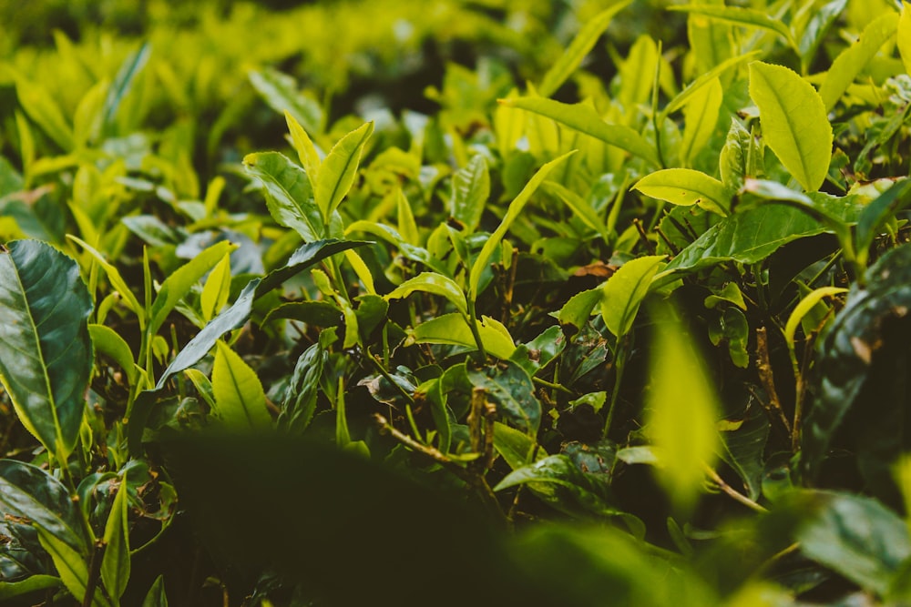 green plant with water droplets