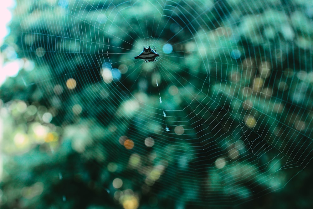 spider on web in close up photography