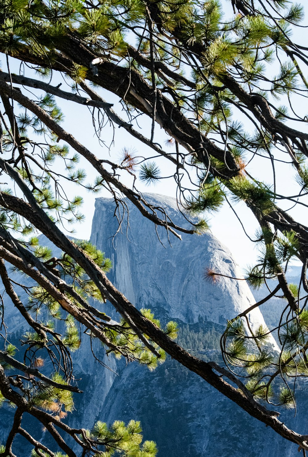 brown tree branch near white rocky mountain during daytime