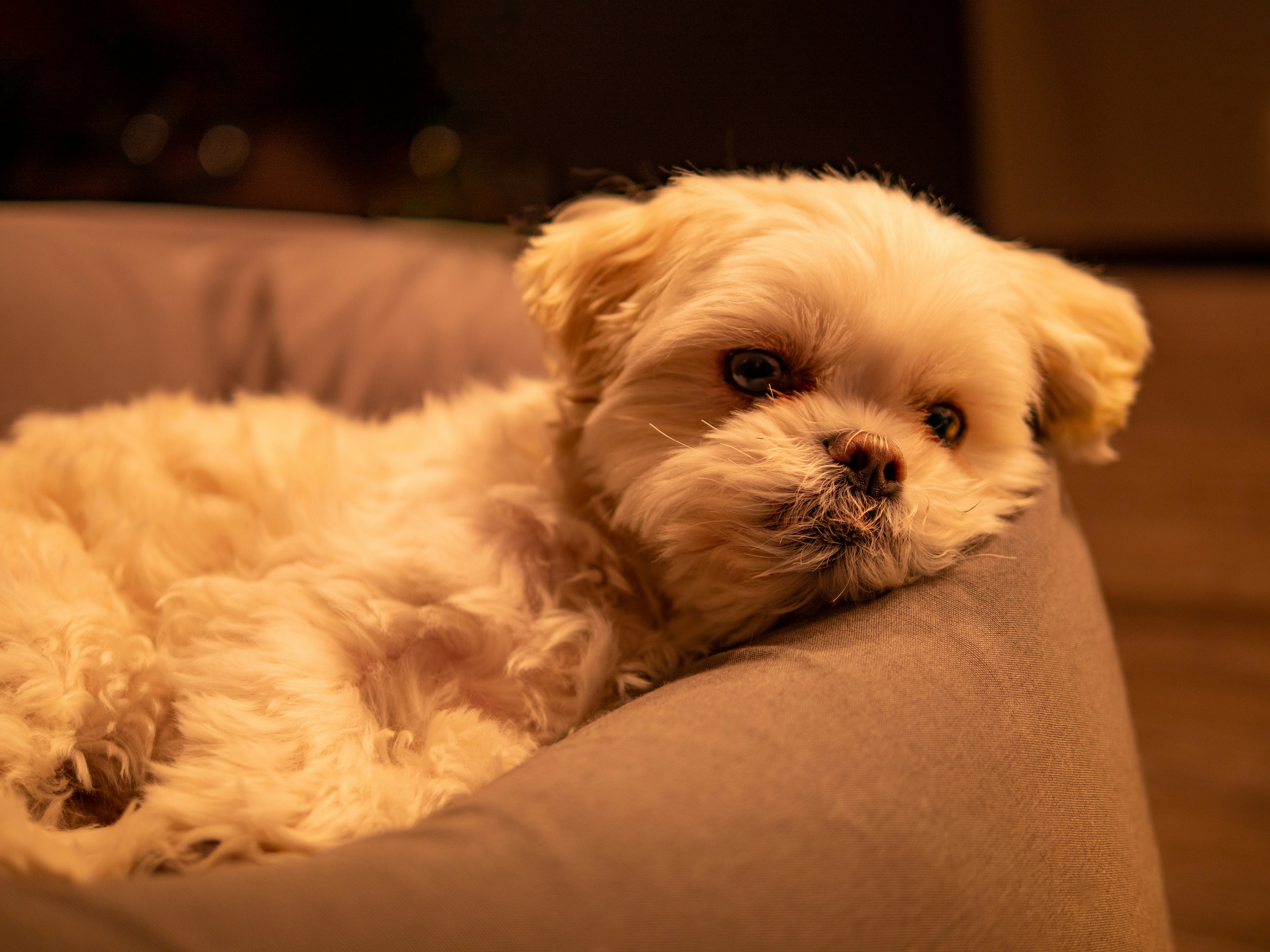 White Long Coat Small Dog Lying On Brown Textile Photo Free