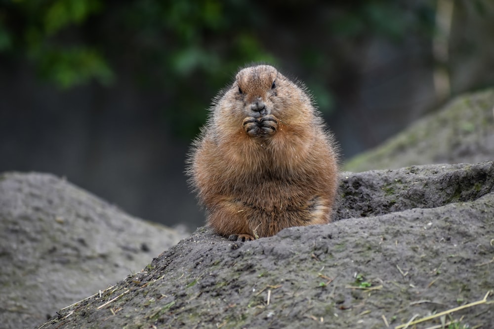 brown rodent on gray rock