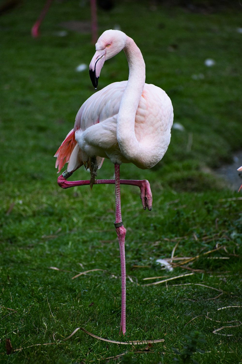 white flamingo on green grass during daytime
