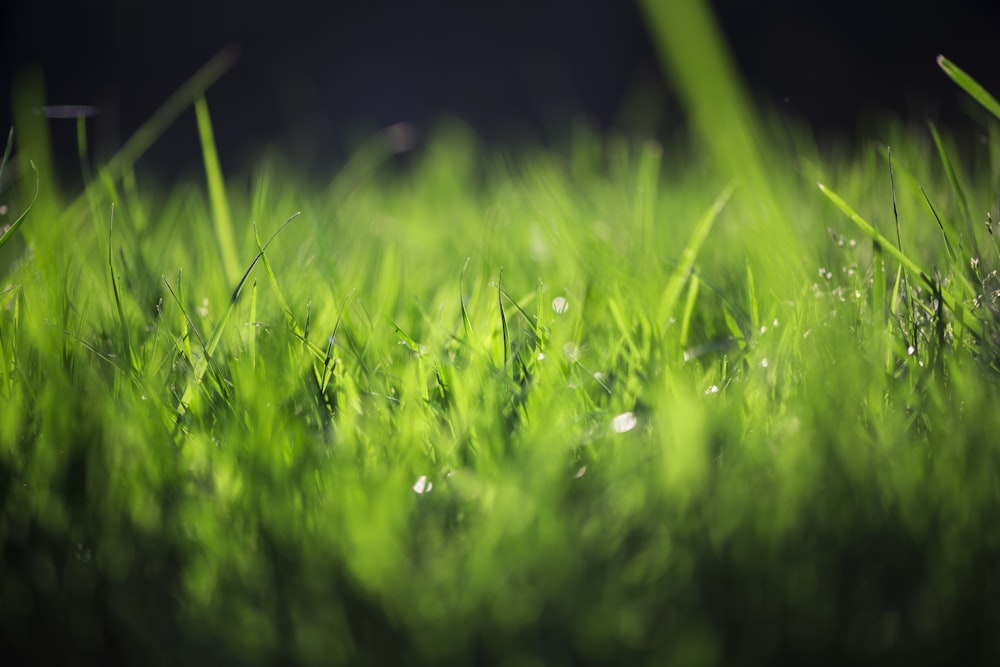 물방울이 있는 푸른 잔디