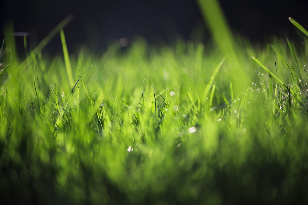 green grass with water droplets